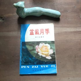 盆栽月季 封底污渍。