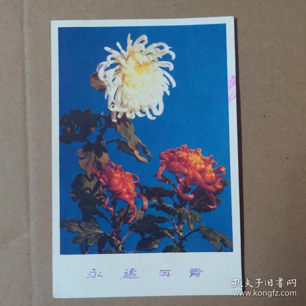 明信片：中国人民邮政明信片：菊花（黄翔 摄影）