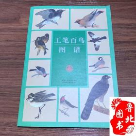全新 工笔百鸟图谱 中国工笔画鸟类彩色图谱 8开本 平装 彩印百鸟