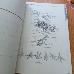 鸡的千姿百态——绘画参考资料丛书