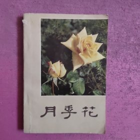 月季花 【470号】