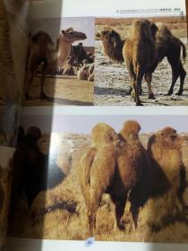 动物摄影图片书籍 画家创作资料用书 骆驼分册