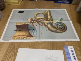 人体解剖生理教学图片《耳》