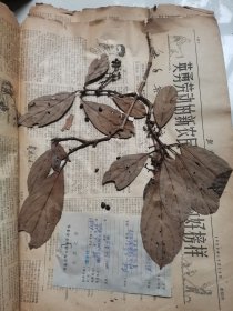 植物标本，无标本台纸.2150528-66