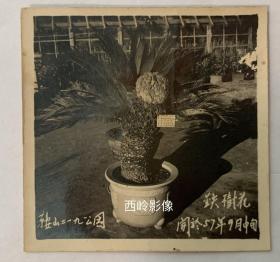 【老照片】1957年在鞍山二一九公园盛开的铁树花（背面有摄影信息）— 少见题材。