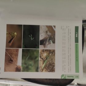 天津昆虫生态图鉴（没有书皮）