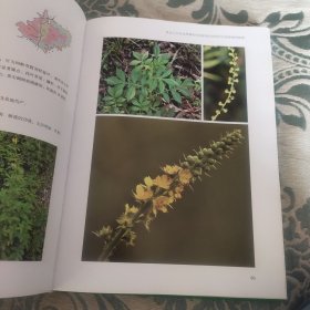 黑龙江中央站黑嘴松鸡国家级自然保护区维管植物图（第一分册）