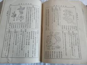 民国时期旧书16开大本植物学大辞典，带插图，详情见图！