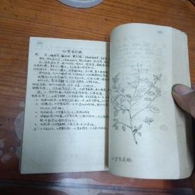常用民间草药治疗手册