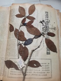 植物标本，无标本台纸.2150527-81