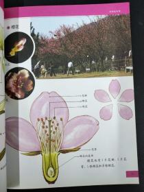 小牛顿科学王（全8册）：神奇的电与磁、奇趣植物园、认识大自然、鲜花朵朵、空气、阳光与水、养一养，做一做、动物王国、光宇声音【8本合售