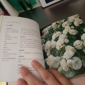 花木园艺修剪