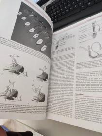 Miller米勒麻醉学. 第6版）：Miller's Anesthesia、SIXTH EDITION（第六版）