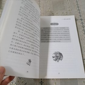 纽伯瑞儿童文学奖获奖作品 彩虹鸽