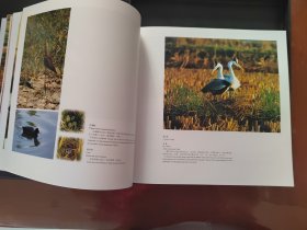 赵俊鸟类生态摄影集《天生向海》