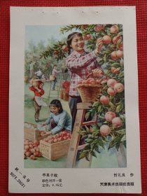 苹果丰收。六十年代年画缩样。32开。