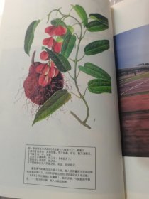 TANGY 《莨绸》..生活时尚期刊