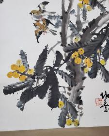 枇杷---广东潮汕画家--王楚丰--画心52X103cm，本店所有东西保真