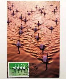 T83（4-3）《天鹅》邮票极限片1枚，片源：永修县邮电局发行摄影明信片，销1993年12月10日江西永修地名戳。