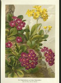 1890年彩色套色石印版画春天的花朵