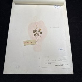 成都中医学院植物标本：采集制作时间：1979年4月， 尺寸39*30，鉴定人：曾万章 教授， 有详细的分类和学名，编号：42