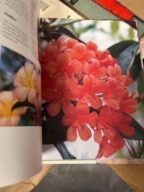 RHODODENDRONS AND AZALEAS