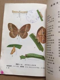 农作物病虫害彩色图册 第一分册 水稻病虫害 1973