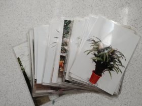 花卉照片 塑封 胶片扩印