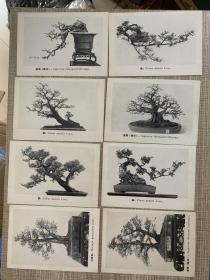 盆景画片