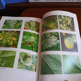 《保山市主要经济作物栽培实用技术》【本书有记录：茶树的良种繁殖和选用、绿茶红茶普洱茶茶叶加工及茶树病虫草害综合防控技术...等没送。正版现货，品如图】