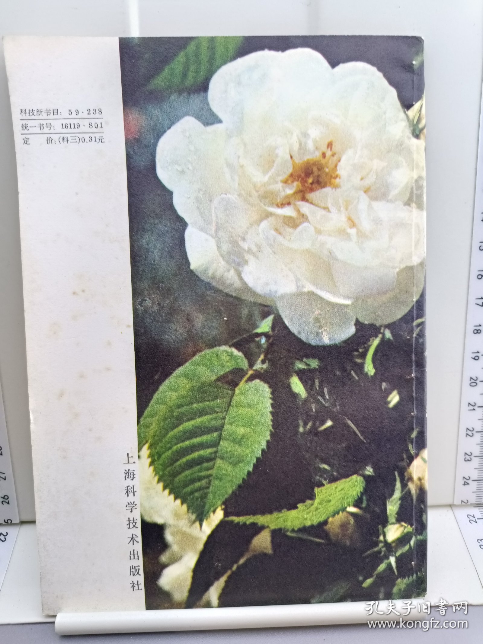 怎样种玫瑰