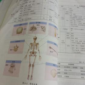 运动解剖学