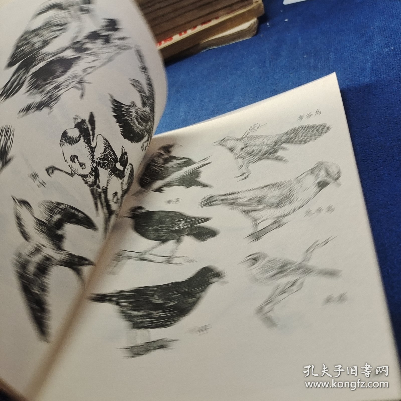 动物图画资料
