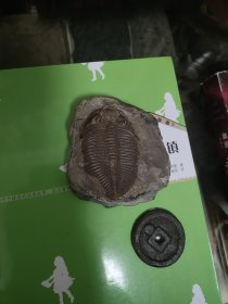 湖南王冠虫化石
