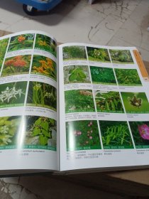 上海植物图鉴·草本卷