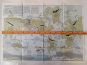 National Geographic国家地理杂志地图系列之1976年12月 Whales of the world 世界鲸类地图