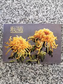 明信片，秋菊，
11张