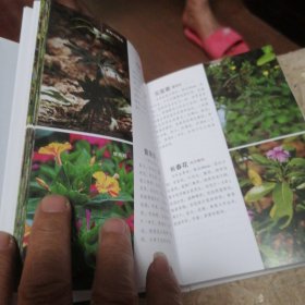 1000种常见植物野外识别速查图鉴