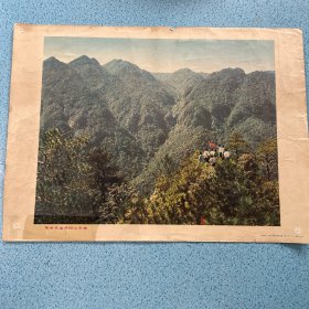 年画宣传画：【革命圣地井冈山主峰】——周边有破损，详情如图