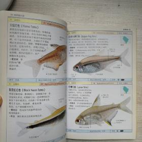 观赏鱼：全世界500多种观赏鱼的彩色图鉴