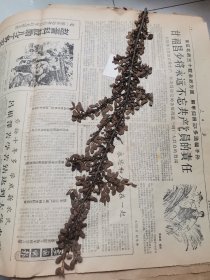 植物标本，无标本台纸.2150527-97