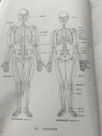 人体解部学图谱