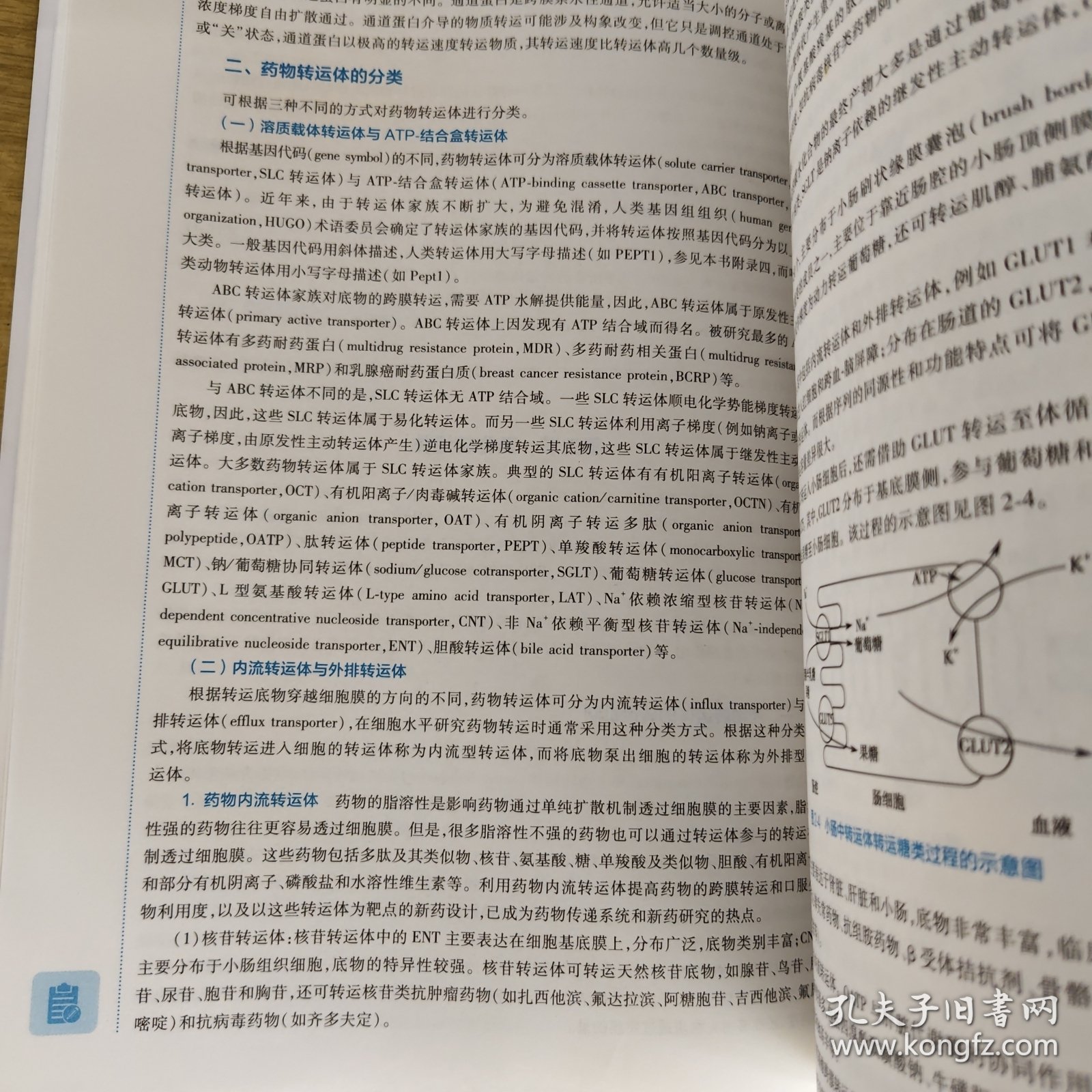 生物药剂学与药物动力学（第6版/本科药学）
