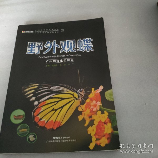 野外观蝶 广州蝴蝶生态图鉴