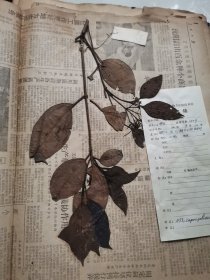 植物标本，无标本台纸.2150528-75