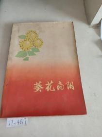 葵花向阳