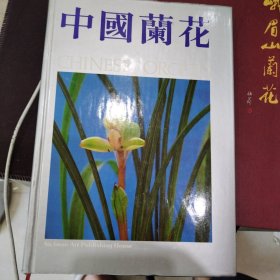 中国兰花1