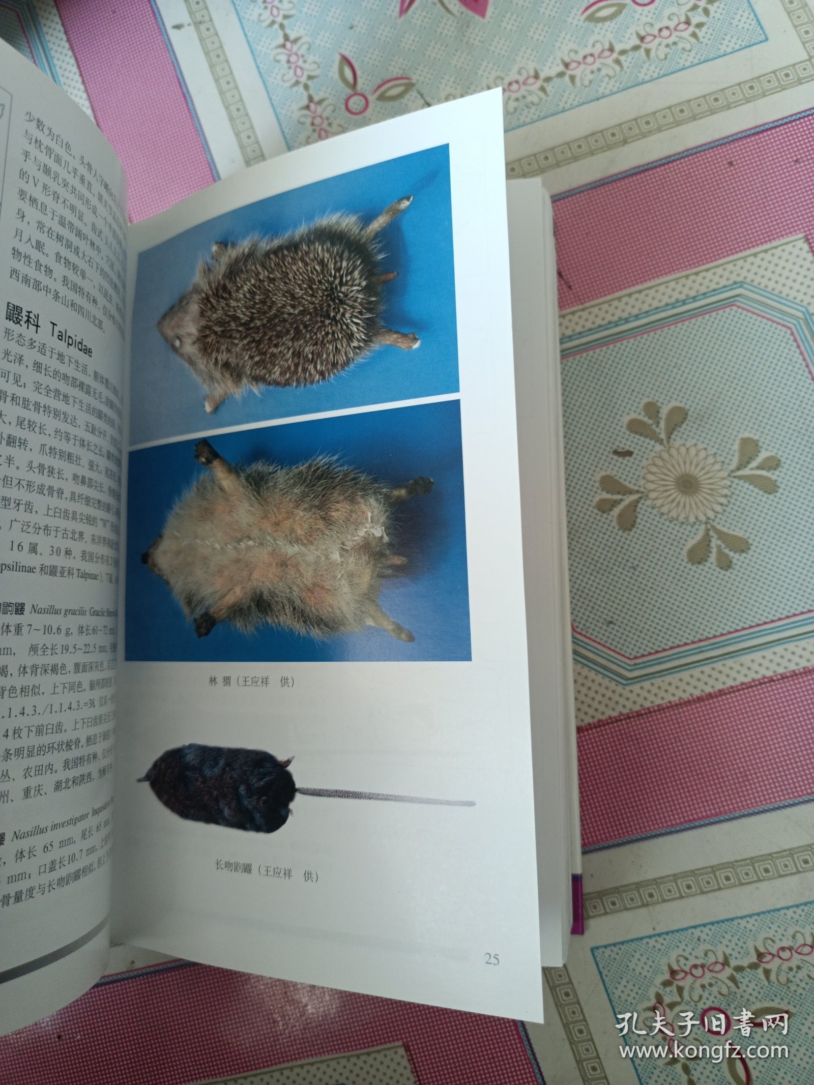 中国哺乳动物图鉴