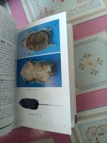 中国哺乳动物图鉴