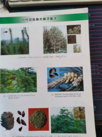 小兴安岭林木种子图说 9787507814576
